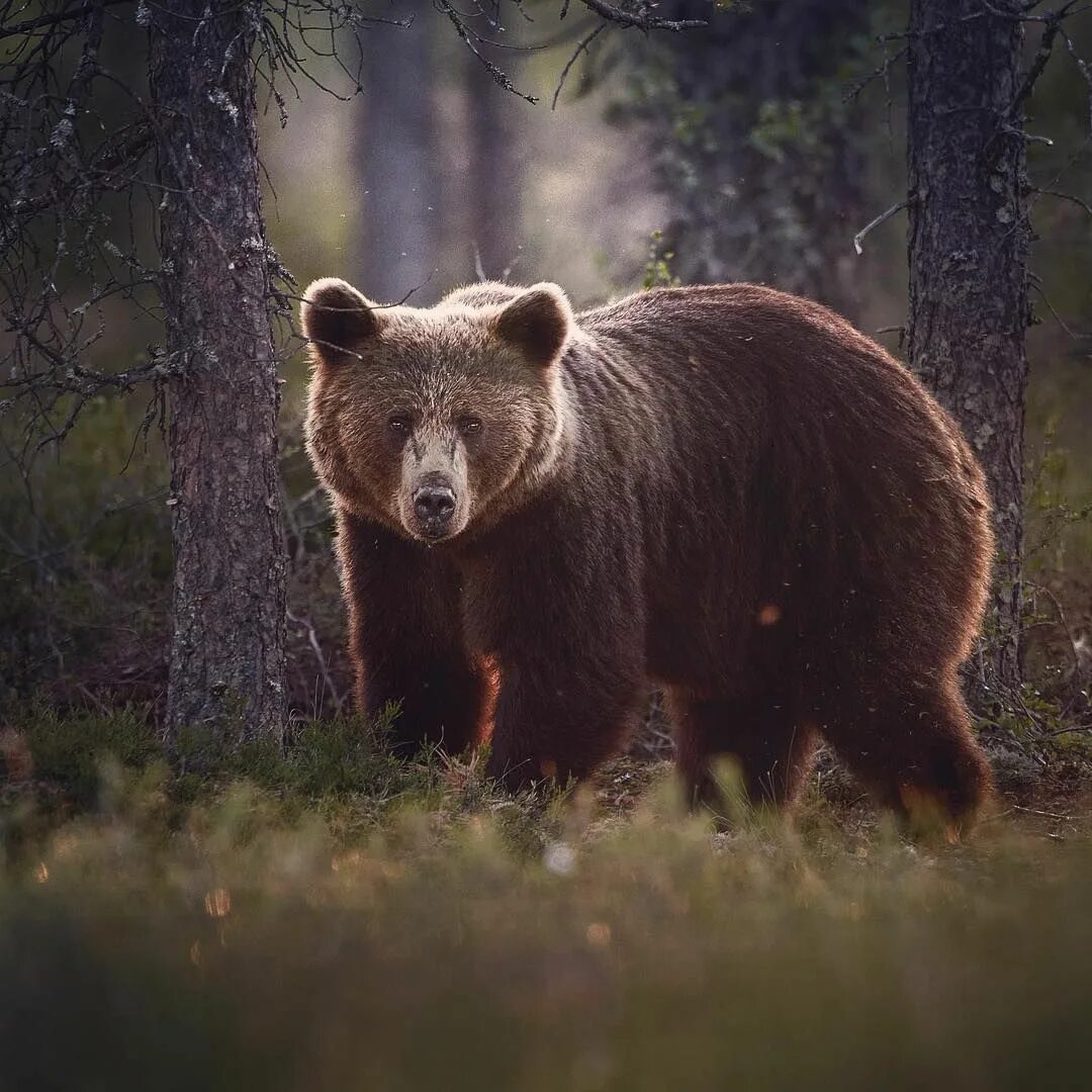 Grey bear