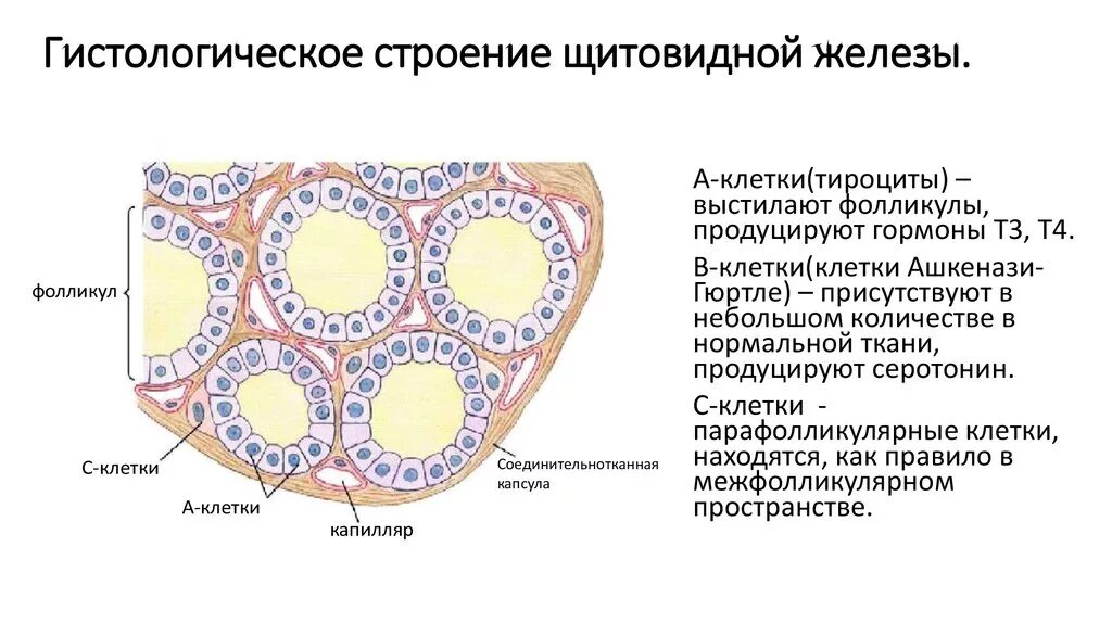 Фолликул щитовидной железы что это. Типы клеток щитовидной железы гистология. Гистологическое строение щитовидной железы человека. Гормоны щитовидной железы гистология. Схема строения фолликулов щитовидной железы.