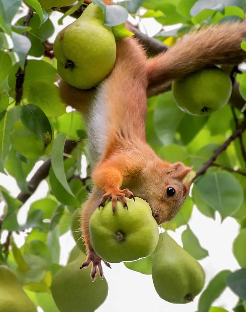 Груша белок. Энергетическая ценность груши. Ккал груша вильямс. Минеральный состав груши. Сорт мяты дюшес.