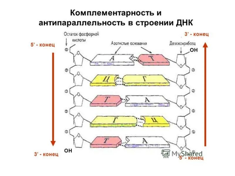 Днк штрих концы. Строение ДНК 5 И 3 концы. Строение ДНК антипараллельность. Строение ДНК С 5 штрих 3 штрих. 3 И 5 штрих концы ДНК.