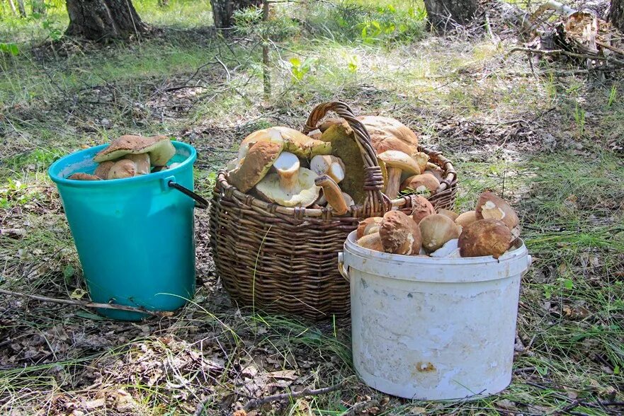 Сбор грибов. Грибники Подмосковья. Старомайнский район грибы. Белые грибы в Подмосковье.