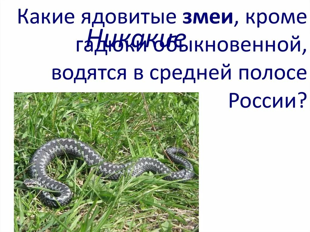 Какой тип питания характерен для гадюки. Змеи средней полосы. Какие змеи ядовитые. Ядовитые и неядовитые змеи. Змеи обитающие в России.