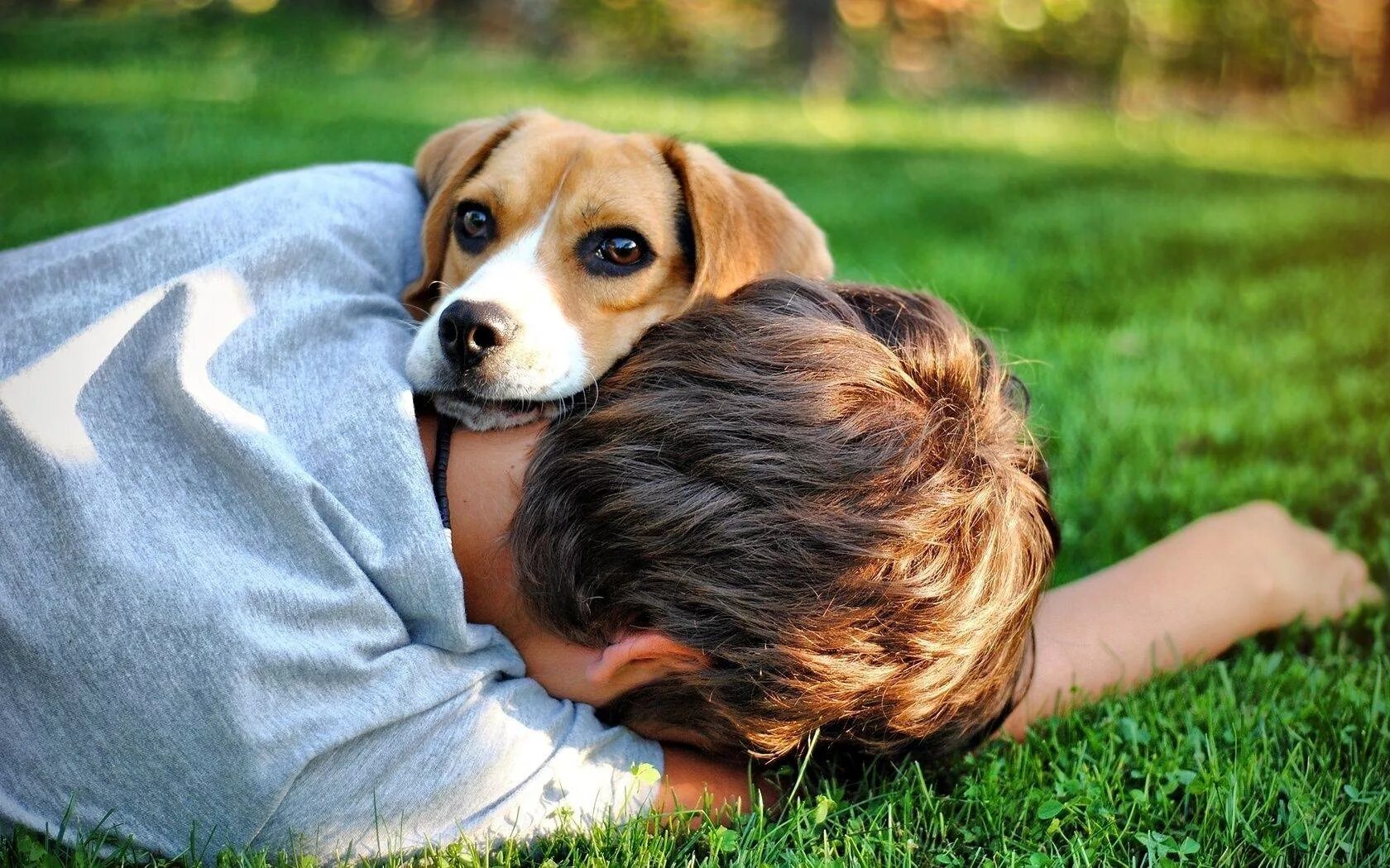 Dog c