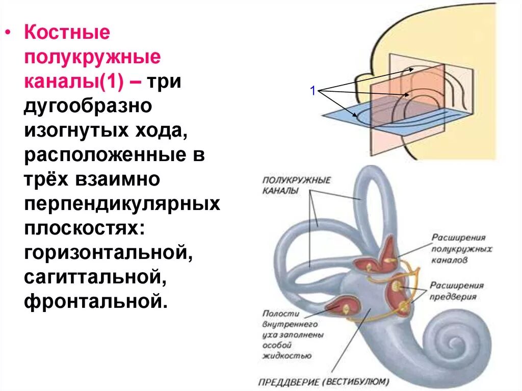 Полукружные каналы внутреннего уха расположены. Полукружные канальцы функции. Где располагаются полукружные каналы. Строение полукружных канальцев. Полукружные каналы внутреннего уха ампулы.