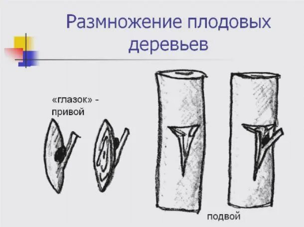 Размножение глазком. Размножение плодовых деревьев. Черенкование плодовых деревьев. Способы размножения плодовых деревьев. Как размножаются плодовые деревья.