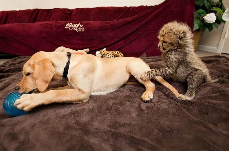 Остриженный наподобие льва. Кошки и собаки. Собаки которые ладят с кошками. Дружба кошки и собаки. Гепард и собака.