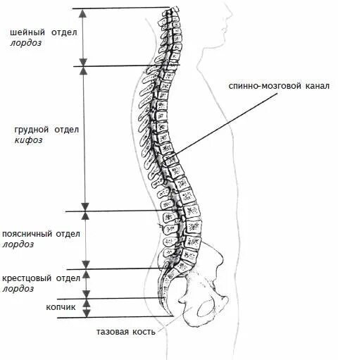 Позвоночный столб отделы изгибы. Отделы позвоночника лордоз кифоз. Строение позвоночника и его изгибы рис 20. Строение позвоночника лордоз кифоз. Щенок по имени лордоз