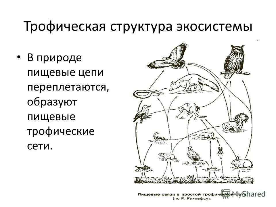 Цепи питания природной экосистемы. Трофические связи сети питания. Цепь питания трофическая цепь. Трофическая структура пищевая цепь. Пищевые цепи трофическая структура биогеоценоза.