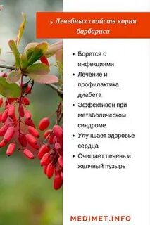 Барбарис обыкновенный полезные свойства ягод и применение