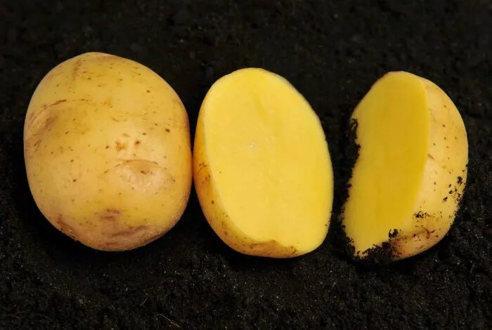 Семенной картофель Вега. Сорт картофеля Вега. Сорт Вега картофель характеристика. Картофель Вега фото.