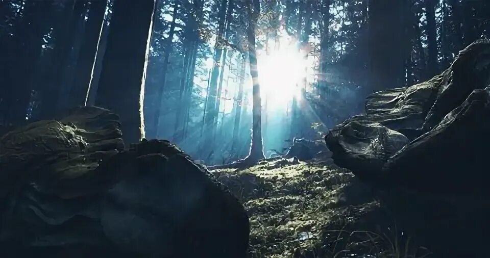 Sons of the forest игра. Красивый хвойный лес фото. Кони в лесу эстетика. In the middle of the forest. Walking in the forest.