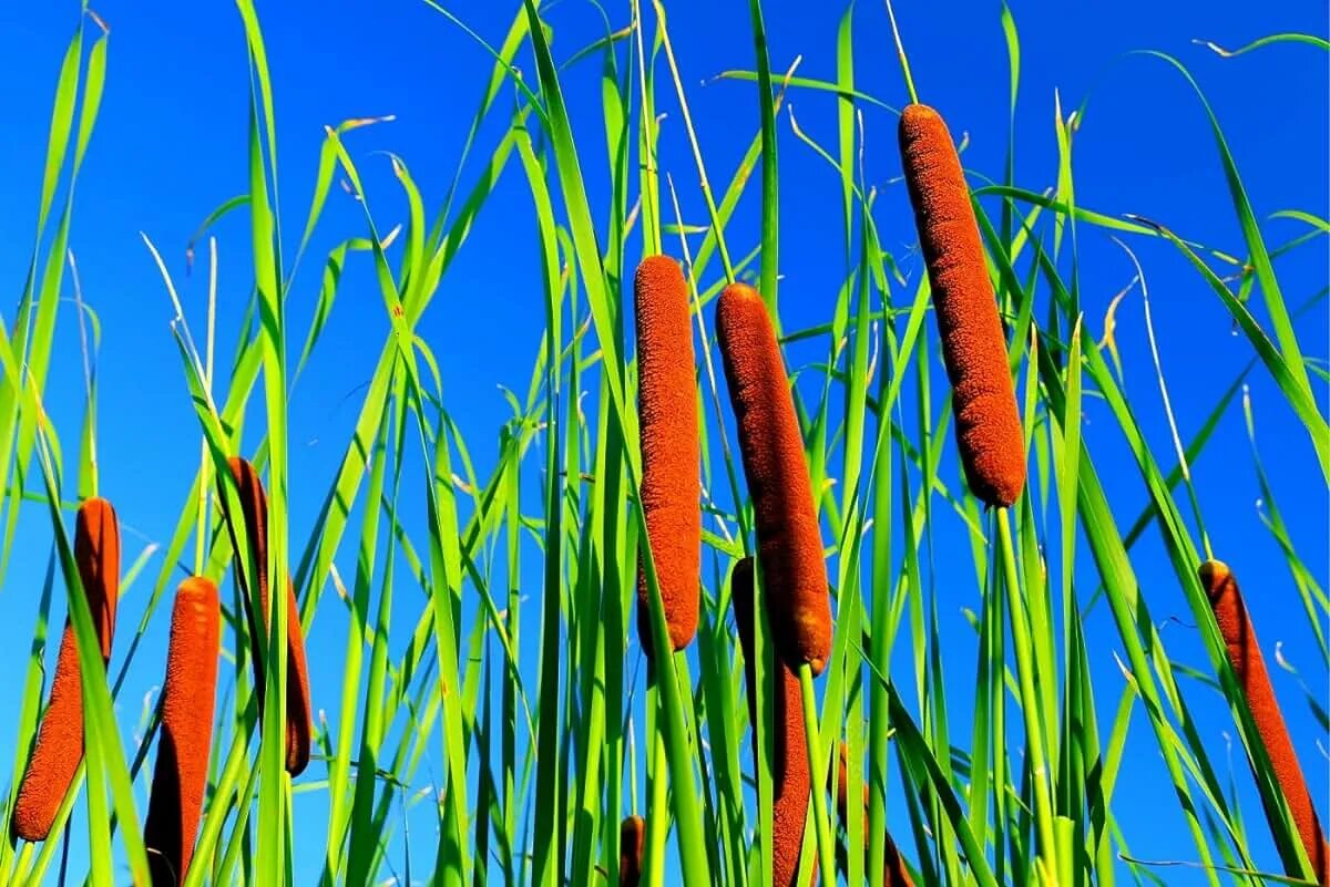 Камыш растение фото. Рогоз широколистный и камыш. Рогоз широколистный (Typha latifolia). Камыш чакан тростник. Камыш щетиновидный.