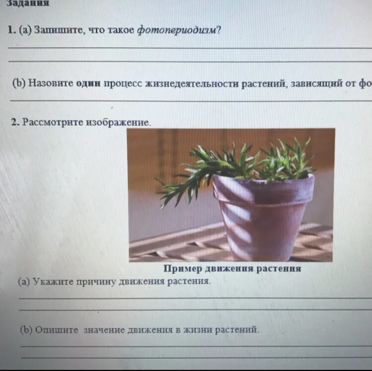 Что обеспечивает изображенный процесс в жизни растения. Фотопериодизм у растений. фотопериодизм примеры. один процесс жизнедеятельности растений. фотопериодизм у растений примеры.