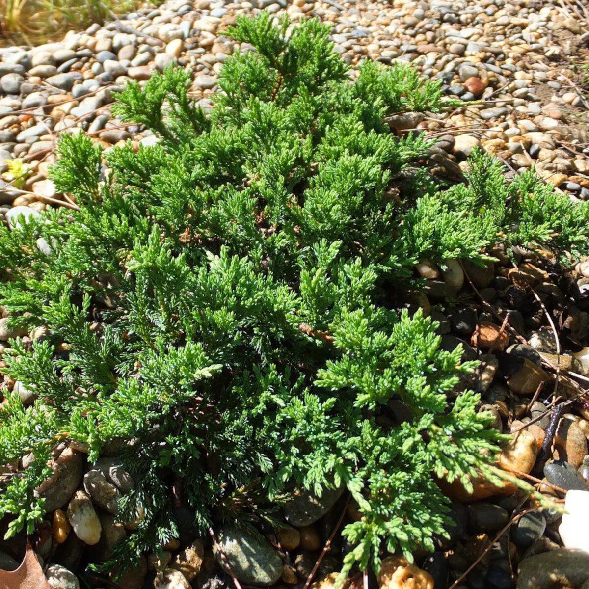 можжевельник стелющийся принц уэльский. можжевельник горизонтальный (сорт 'prince of wales'). можжевельник горизонтальный prince of wales. Juniperus horizontalis prince of wales (pa). можжевельник горизонтальный принс оф уэллс.