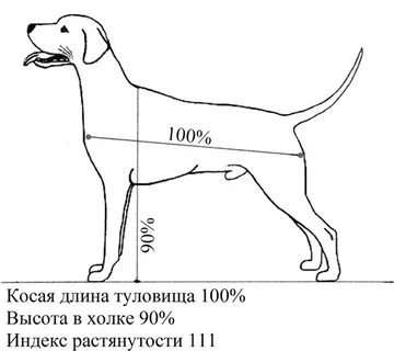 Косая длина туловища