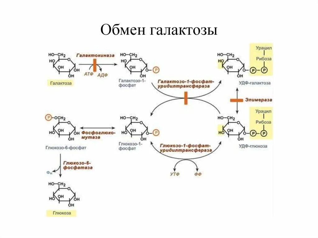 Обмен фруктозы и галактозы биохимия реакции. Нарушение обмена галактозы биохимия. Схема метаболизма галактозы. Метаболизм фруктозы и галактозы. Превращение фруктозы