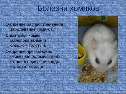 Request error в хомяке что значит
