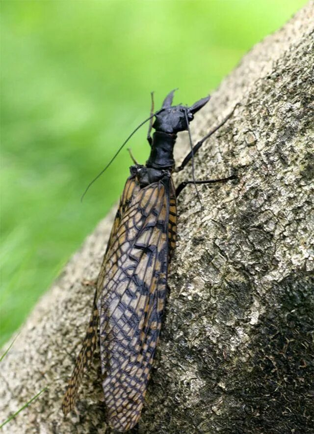 шершень и сколия. летающие насекомые. крупнейшее летающее насекомое. жук-олень (lucanus cervus). крупнейшее летающее насекомое.