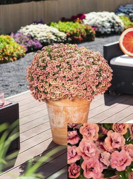 Калибрахоа дабл софт пинк. Калибрахоа aloha double orange. Калибрахоа calita double apricot. Aloha double apricot. Калибрахоа double apricot.