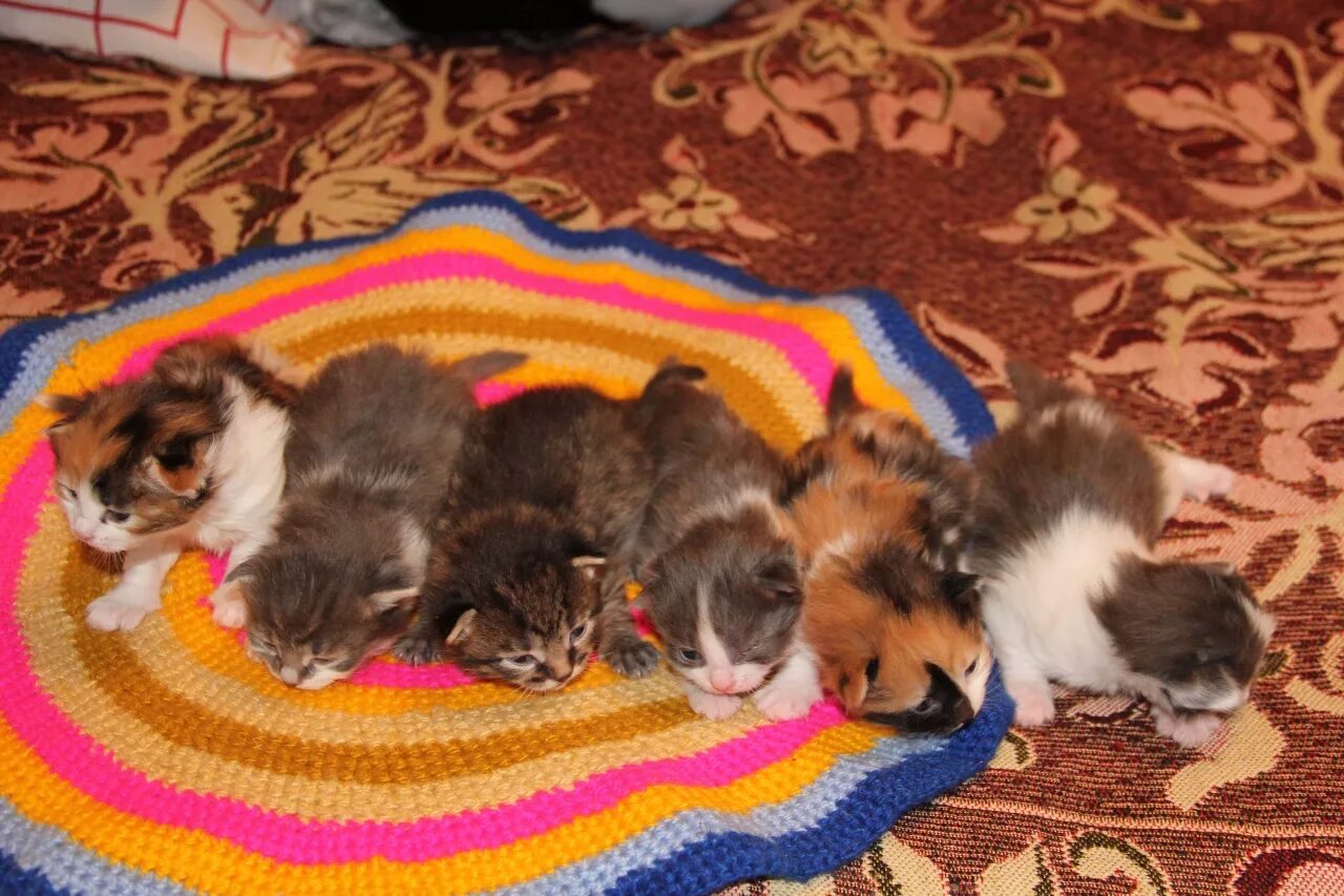 Котята 2 недели. 2 недельный котенок. Недельные котята. 2 недельный котенок. Маленькие котята 2 недели.