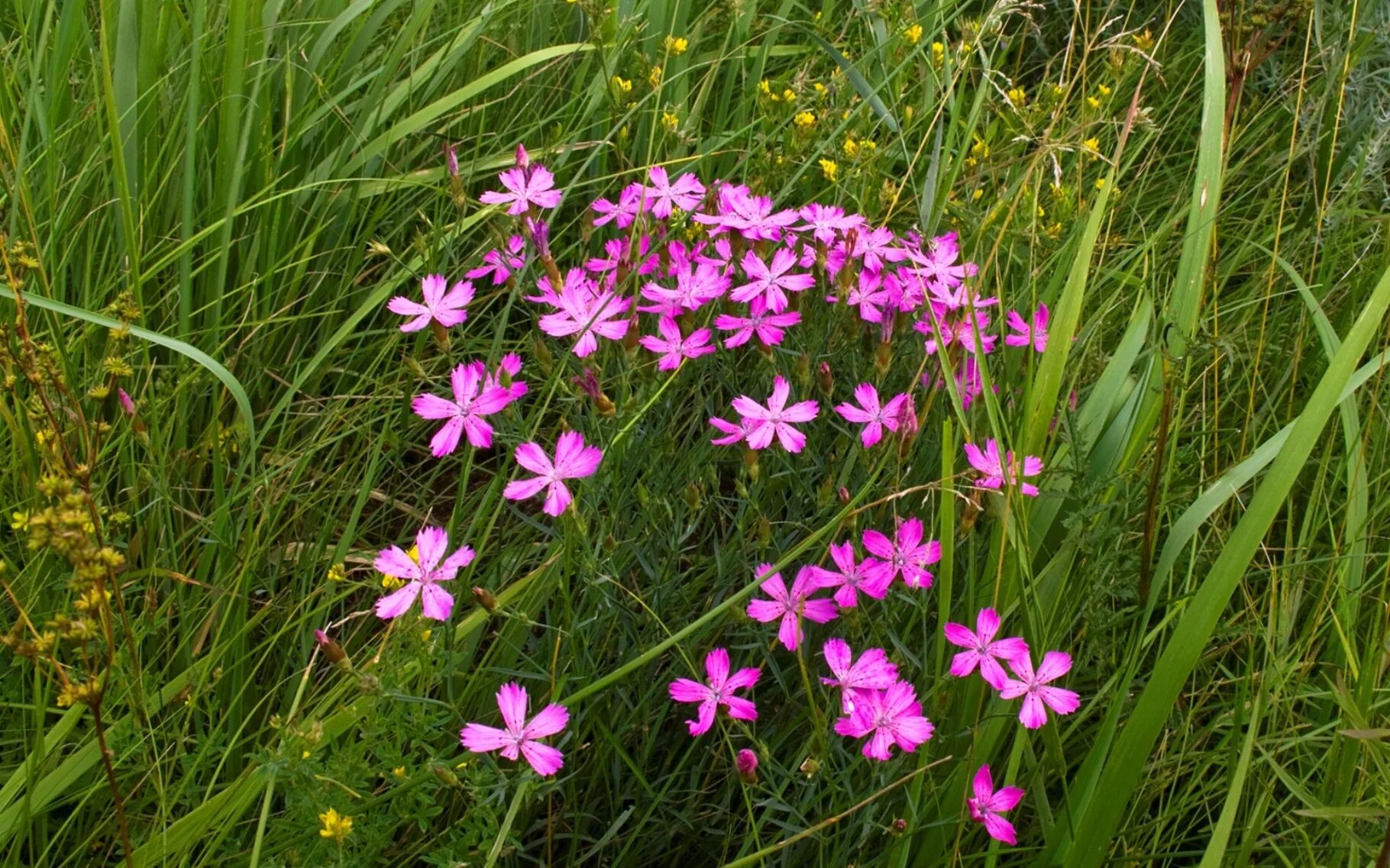 цветы подмосковья недотрога бальзаминовая. лесной розовый цветок весенний. розовый лесной цветок. розовый лесной цветок. лесные цветы розовые.