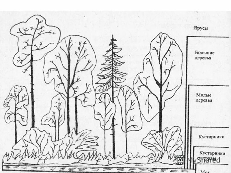 Растительное сообщество рисунок. Смешанный лес ярусность растений. Ярусность леса схема. Ярусность в широколиственном лесу. Лесные этажи ярусы лиственного леса.