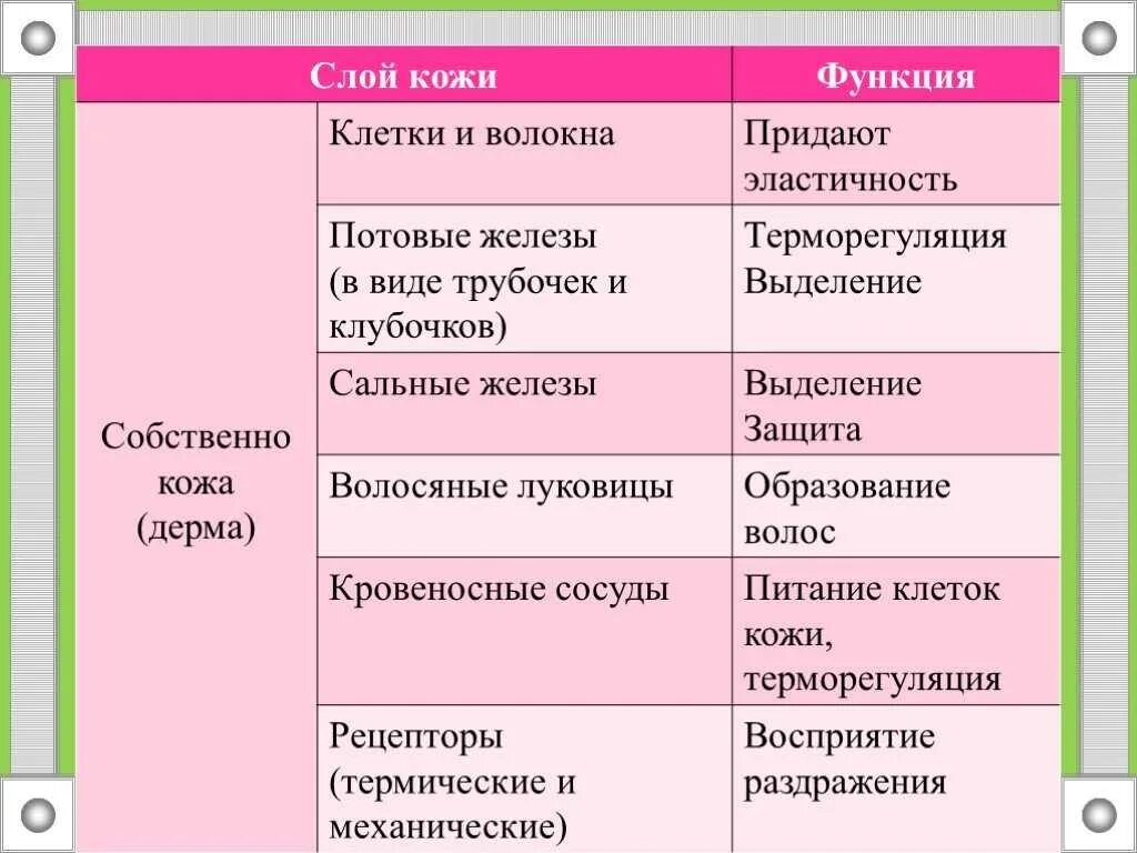 Слой кожи название строение функции. Слои кожи строение и функции таблица. Таблица функции кожи 8 класс биология. Биология 8 класс таблица покровы тела строение и функции кожи. Строение и функции кожи.