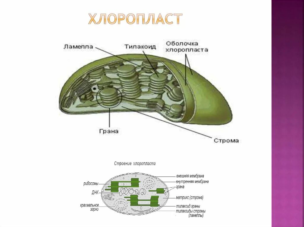 Мембрана хлоропласта строение. Строение хлоропласта Ламелла. Опишите структуры хлоропласта строение хлоропласта. Ламеллы хлоропластов. Строение хлоропласта 9 класс Ламелла.