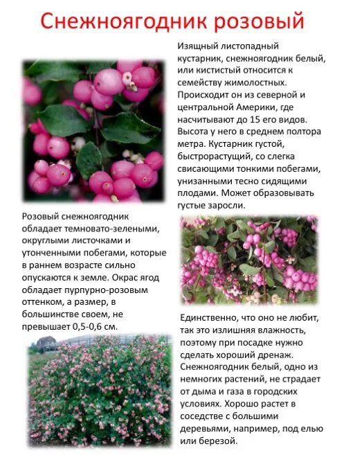 симфорикарпус снежноягодник. снежноягодник розовоплодный. снежноягодник кустарник описание. снежноягодник белый symphoricarpos albus. снежноягодник белый (кистистый).