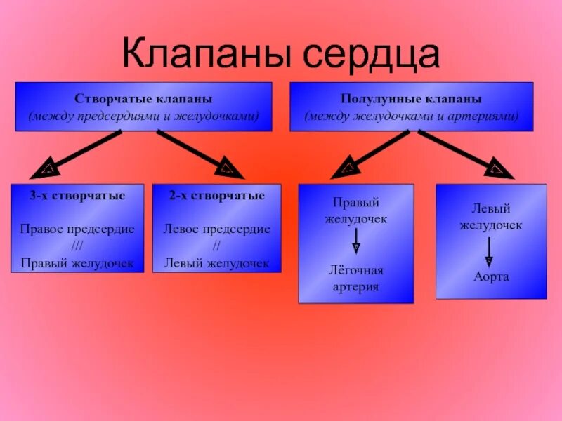 Какую функцию выполняет полулунный клапан. Полулунные клапаны функции. Створчатые клапаны. Клапаны сердца створчатые и полулунные. Функция полулунных клапанов.