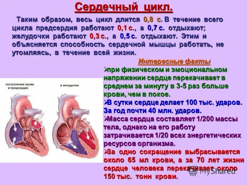 Сердечный цикл. Длительность сердечного цикла. Сердечный цикл длится. Схема сердечного цикла.