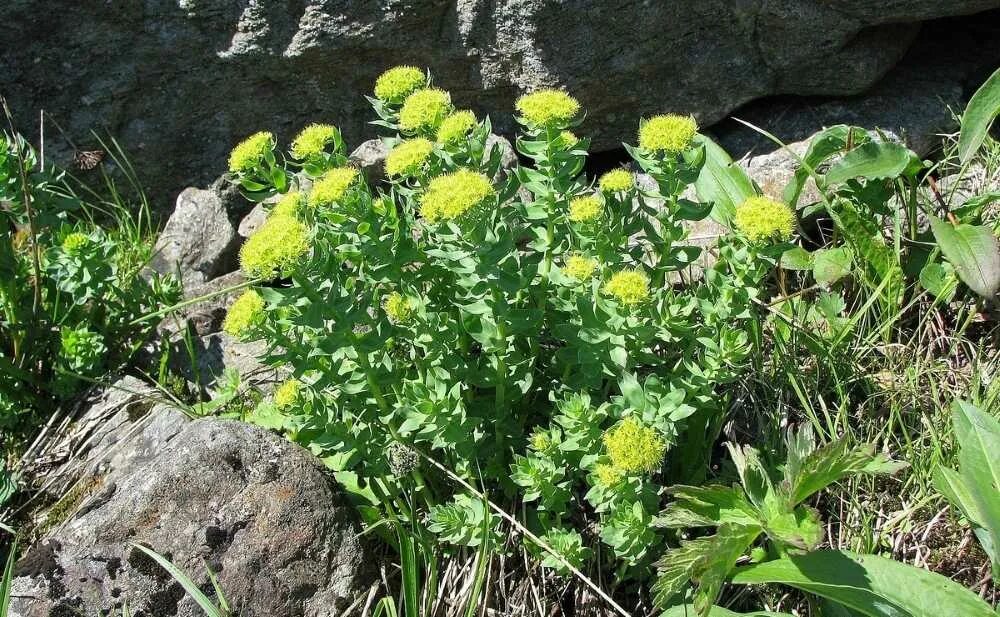 Полезные свойства радиолы розовой. Золотой корень родиола. Родиола розовая Rhodiola rosea. Родиола иремельская. Овсяница Игошиной, родиола иремельская, манжетка, пижма Уральская..