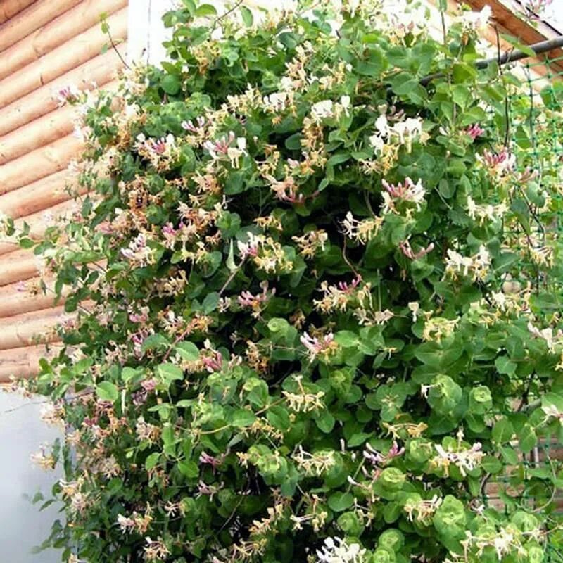 Пахнущий кустарник