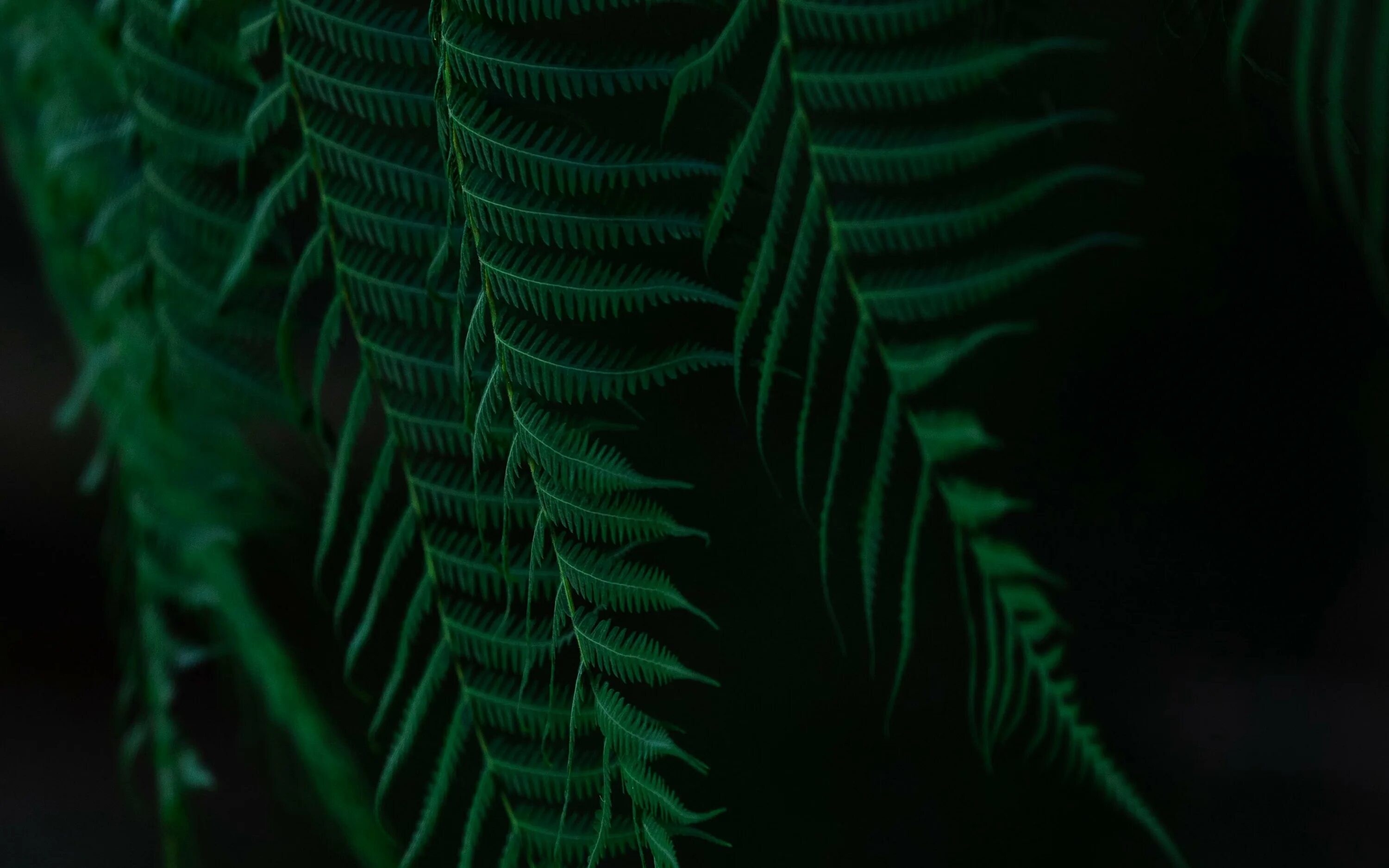 Ламария папоротник. Лист папоротника 4. Папоротники. Папоротник рок ферн. Папоротник в россии.