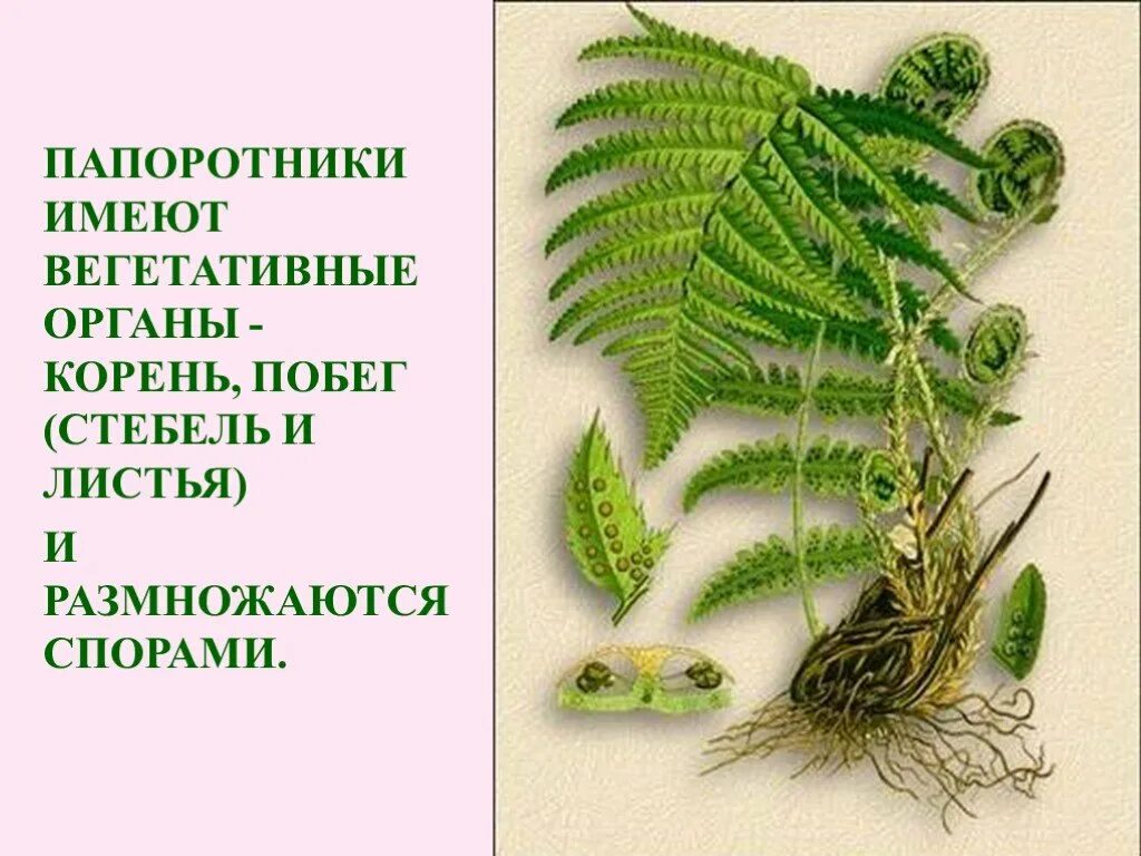 Папоротник Щитовник мужской побег. Папоротник Щитовник мужской корень. Щитовник мужской имеет корни. Папоротник Щитовник корневище.