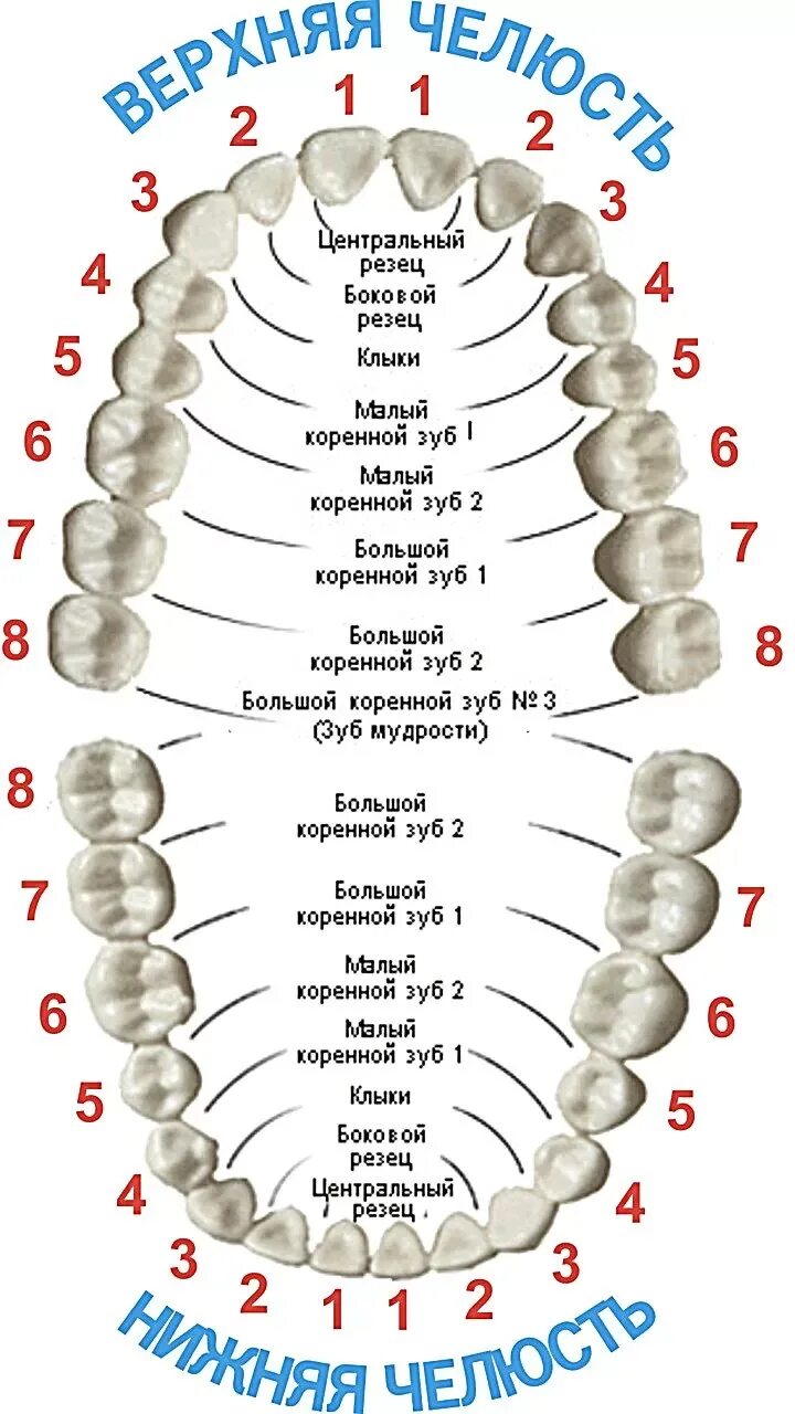 Зубы человека у детей. Схема и нумерация зубов нумерация зубов. Номера зубов в стоматологии схема с восьмерками. Верхняя челюсть нумерация зубов схема. Зубы нижняя челюсть нумерация зубов.