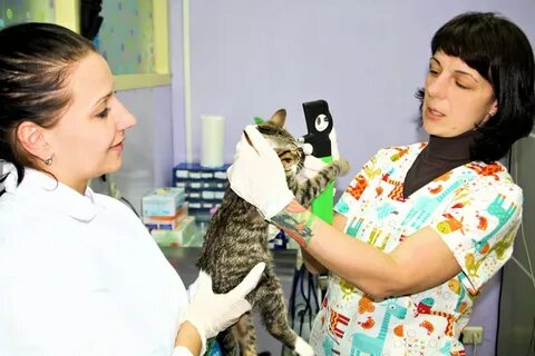 Плюсы ветеринарной клиники