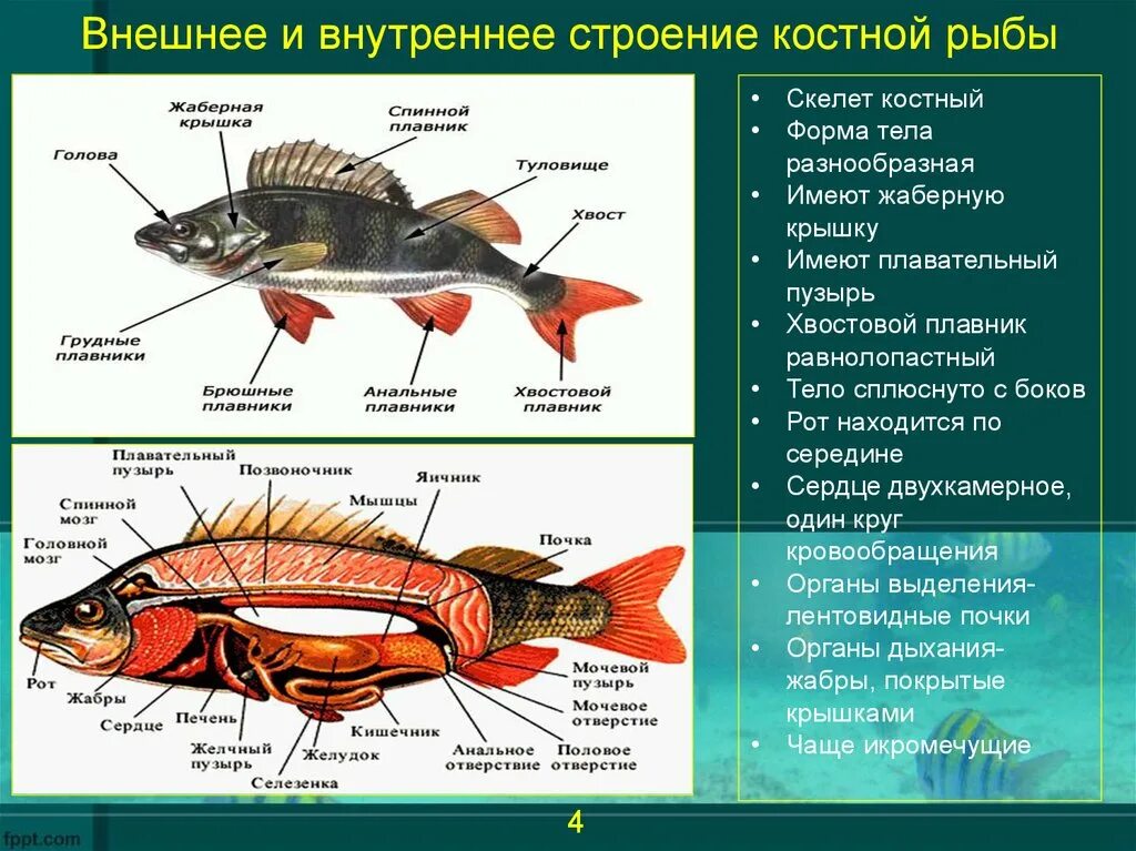 Функции отделов рыб. Внутреннее строение рыбы 7 класс биология. Лучепёрые рыбы внутреннее строение. Рыбы внутреннее строение и внешнее строение. Внутреннее строение костной рыбы.