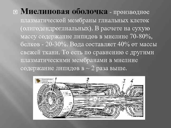 Миелиновая оболочка функции. Миелиновые мембраны структуры биохимия. Миелиновая оболочка нервных волокон. Миелиновые мембраны структуры, функции.. Миелиновые мембраны: особенности состава.