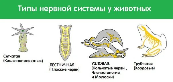 Типы нервной системы и их представители. Типы нервной системы диффузная лестничная узловая трубчатая. основные типы нервных систем животного.. типы нервных систем узловая лестничная. диффузная узловая трубчатая нервные системы.