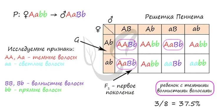 У мужа кудрявые волосы у жены прямые какие будут у ребенка. Генетика кудрявые волосы у папы прямые у мамы. У матери вьются у отца прямые. Муж и жена имеют вьющейся тёмные волосы определите фенотипы. Генотип волнистых волос