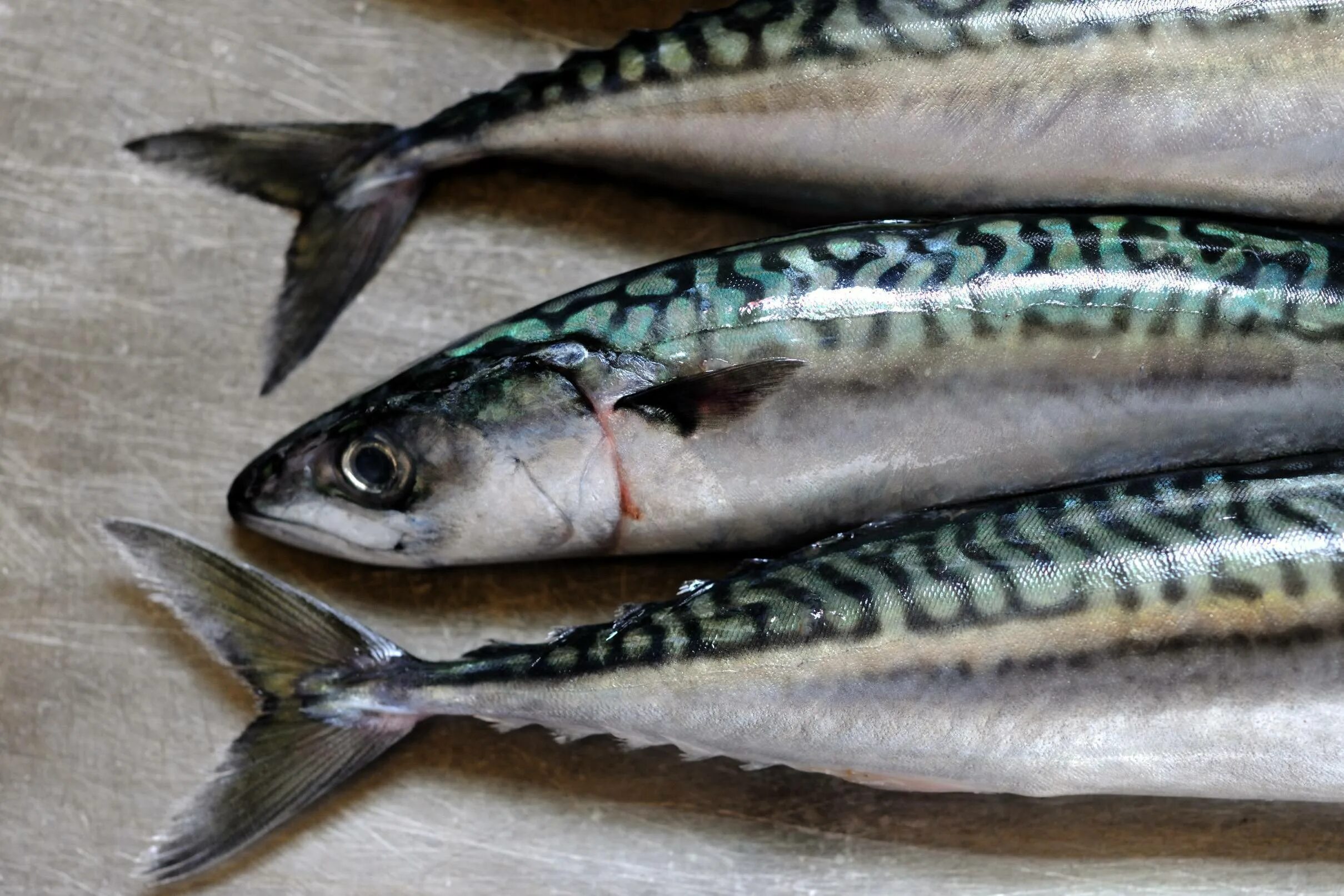 Королевская макрель (скумбрия). Голубая скумбрия макрель. Атлантическая макрель. Скумбрия атлантическая рыба.