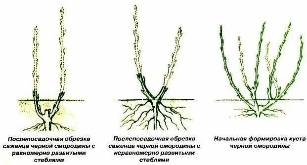 Нужно ли обрезать саженцы при посадке