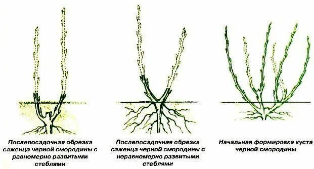 Нужно ли обрезать смородину весной. Обрезка саженцев смородины весной. Правильная обрезка смородины весной. Подрезка смородины весной. Формирование куста смородины весной.