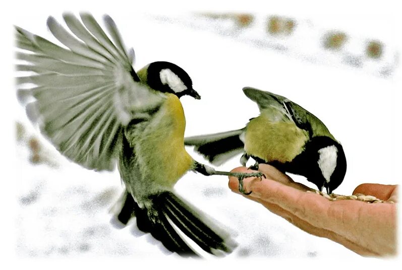 Защита и помощь человека птицам. Покормите птиц. Забота о зимующих птицах. Птицы наши друзья. Покормите птиц зимой.