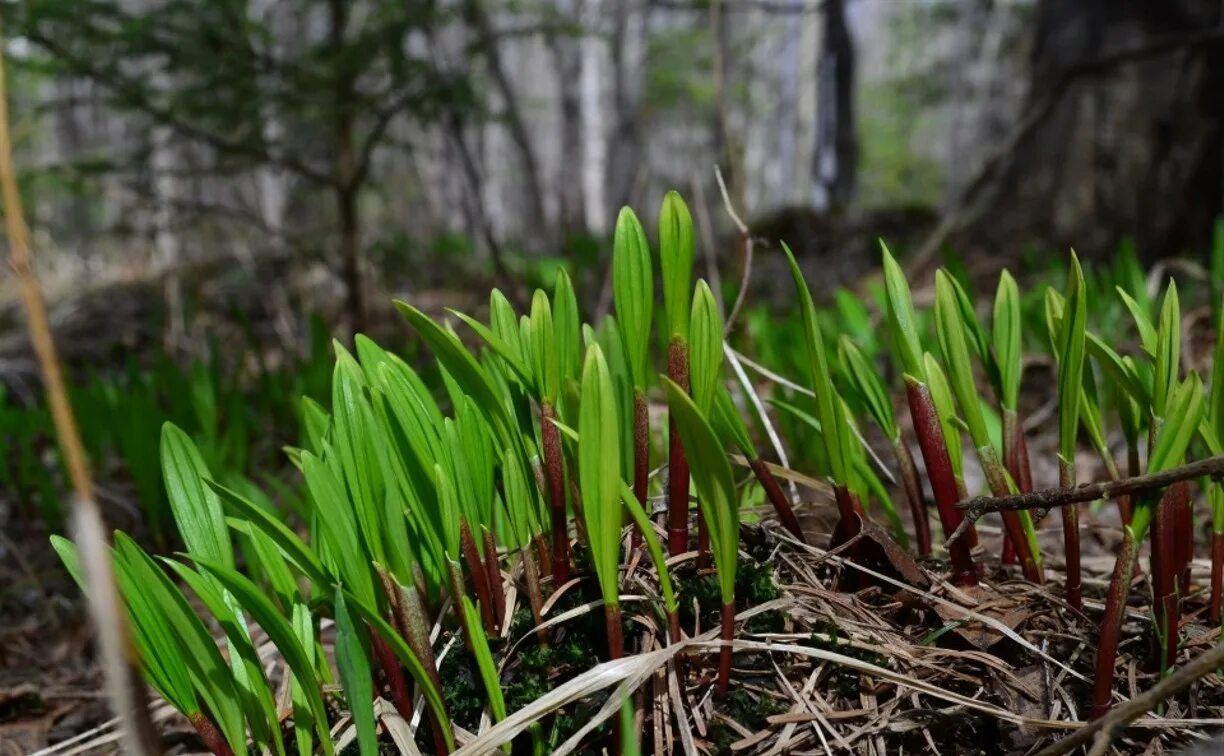 Черемша байкальская. Ростки черемши. Черемша зелень. Молодая черемша. Черемша.