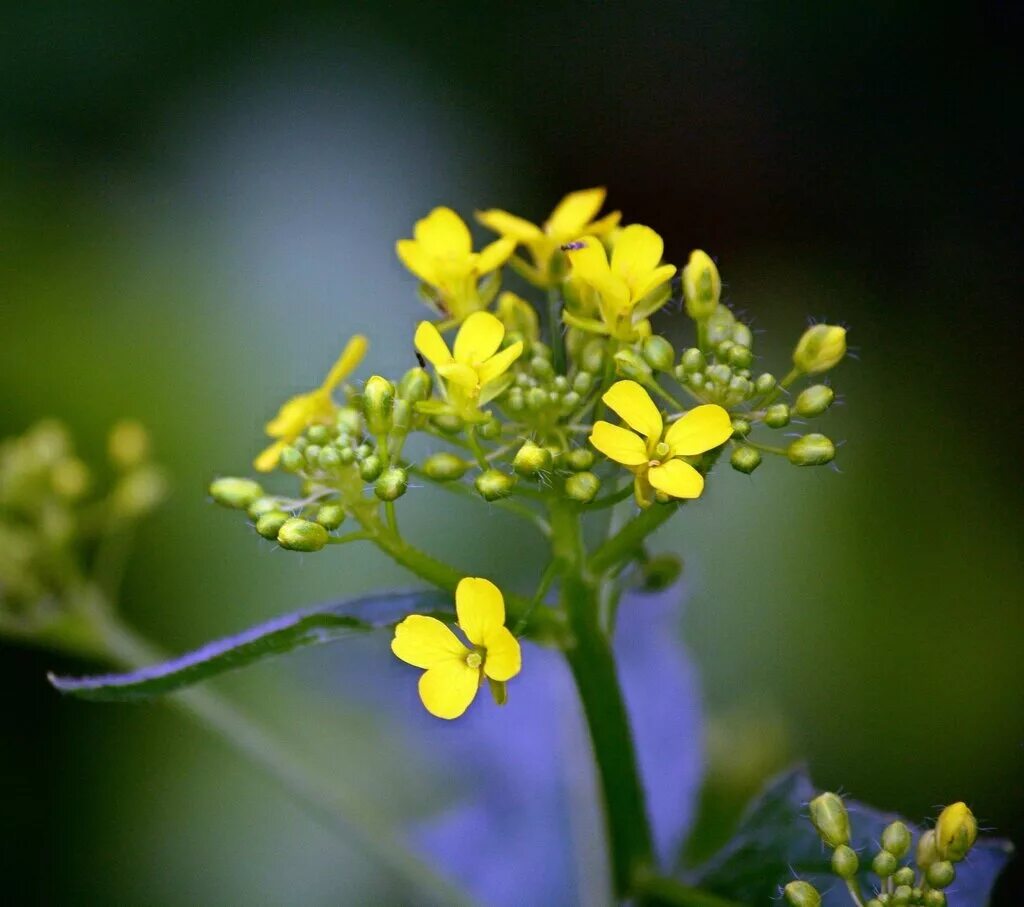 Сурепка обыкновенная. Сурепка растение. Сурепка пряморогая. Какие листья у сурепки. Какие листья у сурепки.