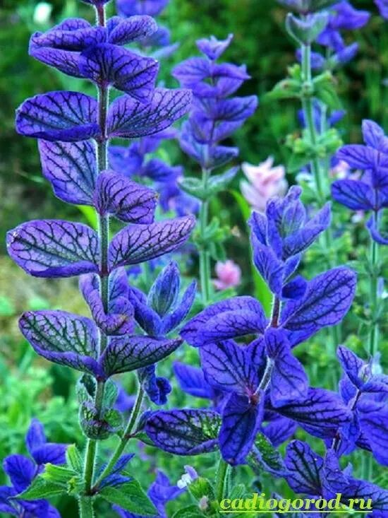 сальвия голубой монарх. сальвия монарх. сальвия хорминум розовый монар. сальвия монарх. сальвия розовый монарх хорминум.