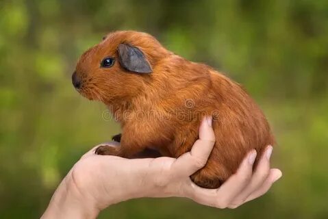 Морская свинка на руках