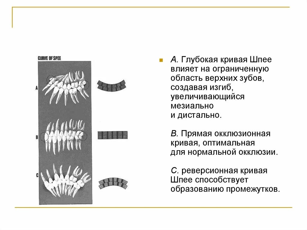 Кривая шпее в стоматологии. Окклюзионная поверхность. Основные принципы реконструкции окклюзионной поверхности:. Окклюзионная кривая уилсона. Окклюзионная кривая шпее.